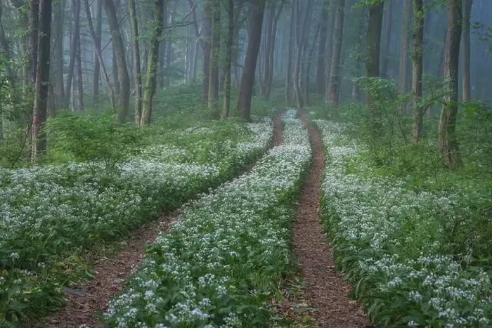 Framed Print : Spring landscape of the forest full of blooming wild garlic in Transylvania Framed Print : Spring landscape of the forest full of blooming wild garlic in Transylvania