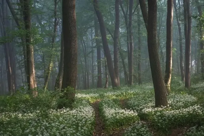 Framed Print : Spring landscape of the forest full of blooming wild garlic in Transylvania