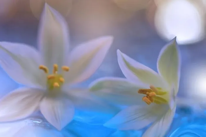 Framed Print : Spring nature blossom web banner or header.Abstract macro.Conceptual Artistic Background.Fantasy design.Colorful Wallpaper.Valentine day.Love.Couple Framed Print : Spring nature blossom web banner or header.Abstract macro.Conceptual Artistic Background.Fantasy design.Colorful Wallpaper.Valentine day.Love.Couple