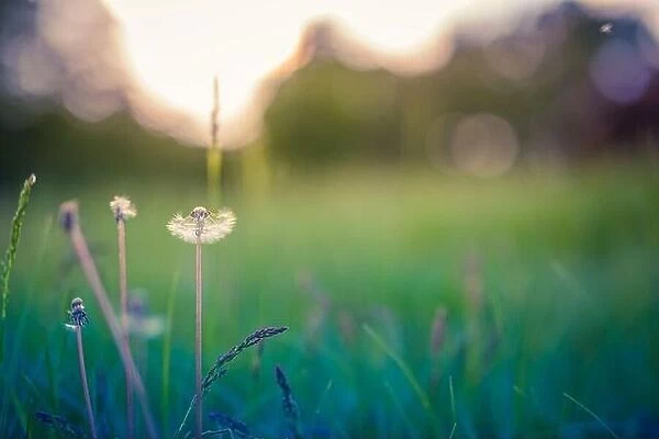 Spring nature scene. Beautiful landscape. Park with dandelions, green grass, Trees and flowers. Tranquil Background, sunlight. Closeup meadow