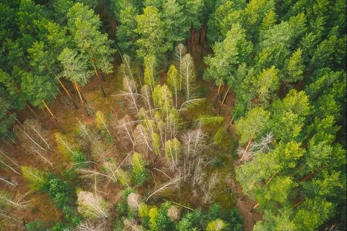 Framed Print : Spring Season. Aerial View Of Deciduous Trees Without Foliage Leaves And Green Pine Forest In Landscape In Early Spring. Young Birches Bent By Snow Framed Print : Spring Season. Aerial View Of Deciduous Trees Without Foliage Leaves And Green Pine Forest In Landscape In Early Spring. Young Birches Bent By Snow