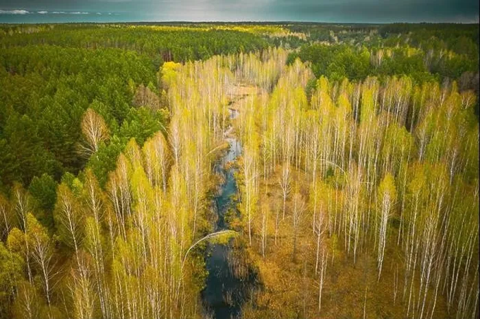 Framed Print : Spring Season. Aerial View. Young Birches Grow Among Small Marsh Bog Swamp. Deciduous Trees With Young Foliage Leaves In Landscape In Early Spring Framed Print : Spring Season. Aerial View. Young Birches Grow Among Small Marsh Bog Swamp. Deciduous Trees With Young Foliage Leaves In Landscape In Early Spring