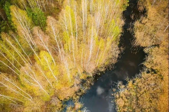 Framed Print : Spring Season. Aerial View. Young Birches Grow Among Small Marsh Bog Swamp. Deciduous Trees With Young Foliage Leaves In Landscape In Early Spring Framed Print : Spring Season. Aerial View. Young Birches Grow Among Small Marsh Bog Swamp. Deciduous Trees With Young Foliage Leaves In Landscape In Early Spring