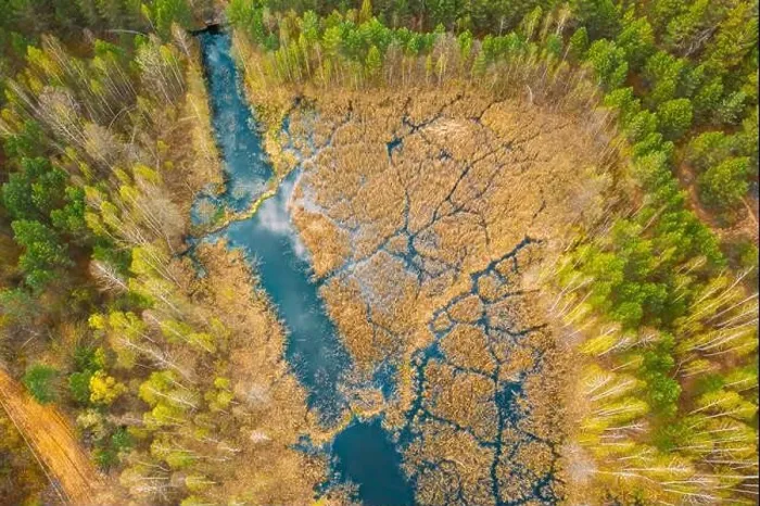 Framed Print : Spring Season. Aerial View. Young Birches Grow Among Small Marsh Bog Swamp River. Deciduous Trees With Young Foliage Leaves In Landscape In Early Framed Print : Spring Season. Aerial View. Young Birches Grow Among Small Marsh Bog Swamp River. Deciduous Trees With Young Foliage Leaves In Landscape In Early