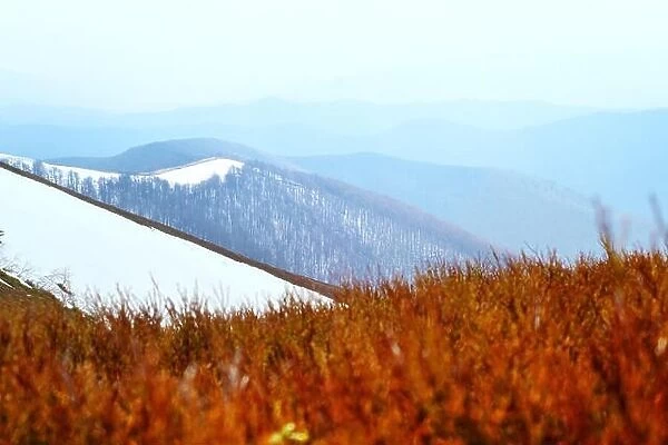 Spring snowy hills with red blueberry bushs in Carpathian mountains. Landscape photography