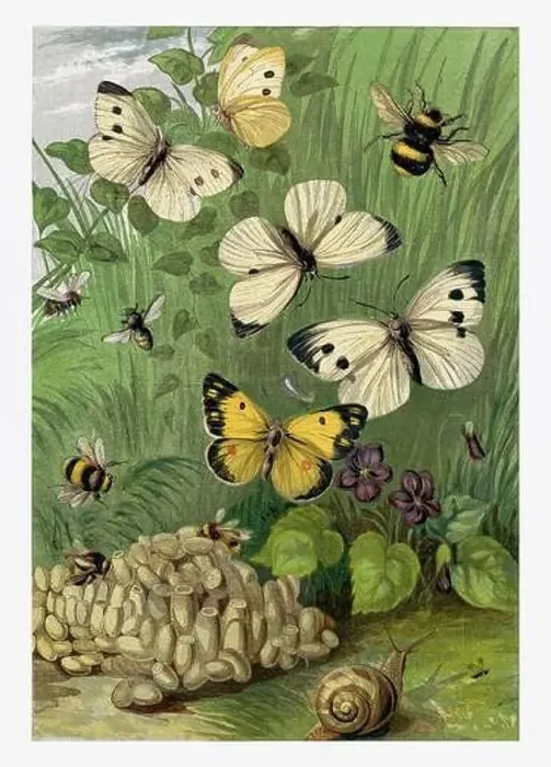 Framed Print : Springtime. Bees, Humblebees, Snail and Butterflies Framed Print : Springtime. Bees, Humblebees, Snail and Butterflies