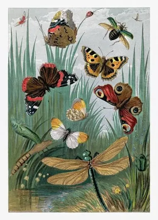 Framed Print : Springtime. Dragonflies, Butterflies and Beetles Framed Print : Springtime. Dragonflies, Butterflies and Beetles