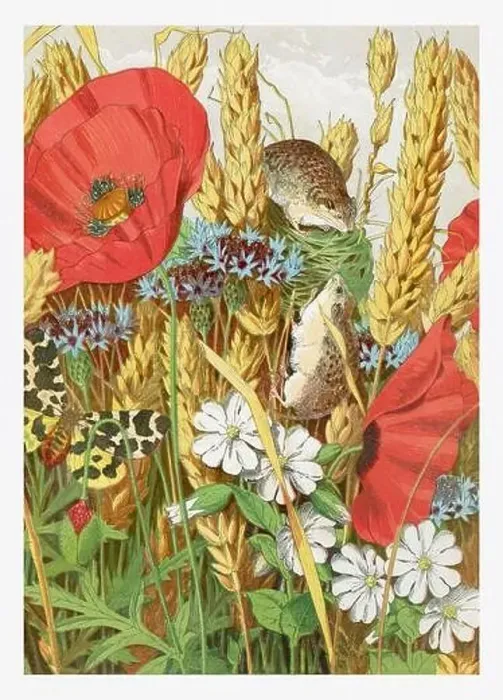 Framed Print : Springtime. The harvest mouse and spring flowers Framed Print : Springtime. The harvest mouse and spring flowers