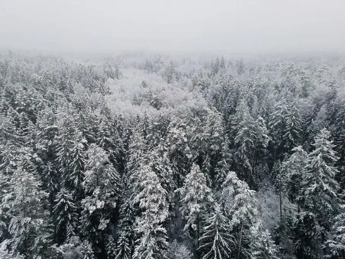 Framed Print : Spruce forest top down birds eye view. Winter landscape from above. Drone shot of snow covered tree Framed Print : Spruce forest top down birds eye view. Winter landscape from above. Drone shot of snow covered tree