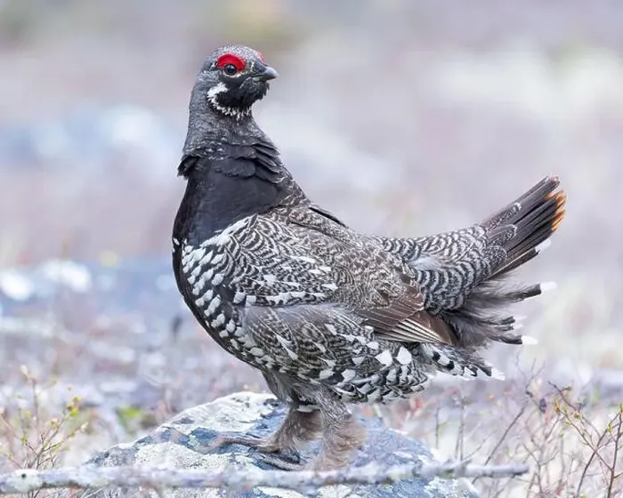 Framed Print : A Spruce Grouse in a breeding display, northern Saskatchewan Framed Print : A Spruce Grouse in a breeding display, northern Saskatchewan