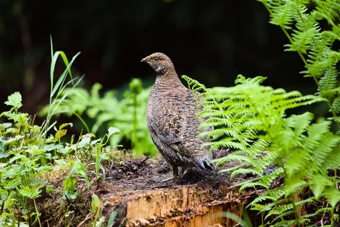 Framed Print : Spruce Grouse (Falcipennis canadensis franklinii), female, Mitkof Island, Southeast-Alaska, Alaska, USA, North America Framed Print : Spruce Grouse (Falcipennis canadensis franklinii), female, Mitkof Island, Southeast-Alaska, Alaska, USA, North America