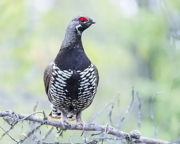 Framed Print : A Spruce Grouse finds a nice perch in northern Saskatchewan Framed Print : A Spruce Grouse finds a nice perch in northern Saskatchewan