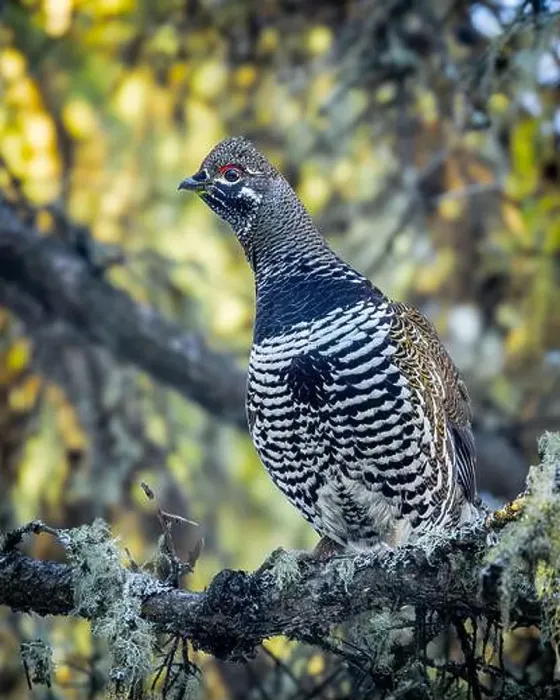 Framed Print : A Spruce Grouse, also known as Canada Grouse Framed Print : A Spruce Grouse, also known as Canada Grouse