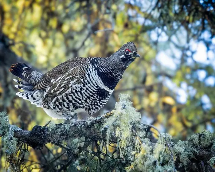 Framed Print : A Spruce Grouse, also known as Canada Grouse Framed Print : A Spruce Grouse, also known as Canada Grouse
