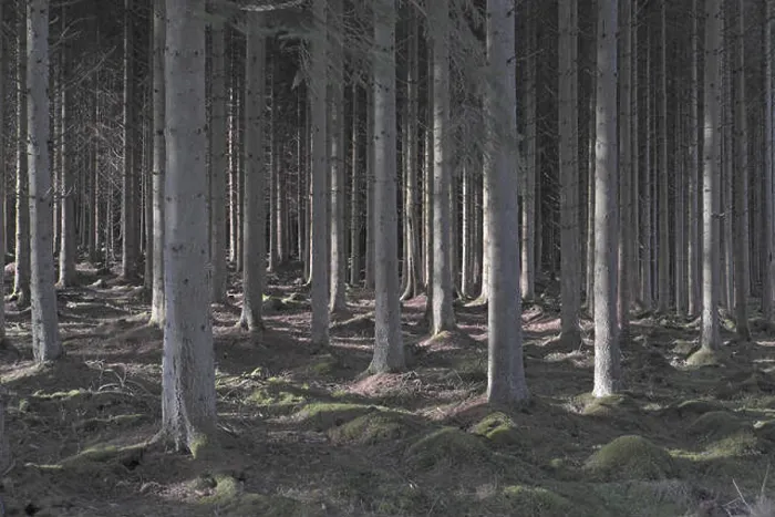 Framed Print : Spruce trees, Kielder Forest, Northumberland, England, UK