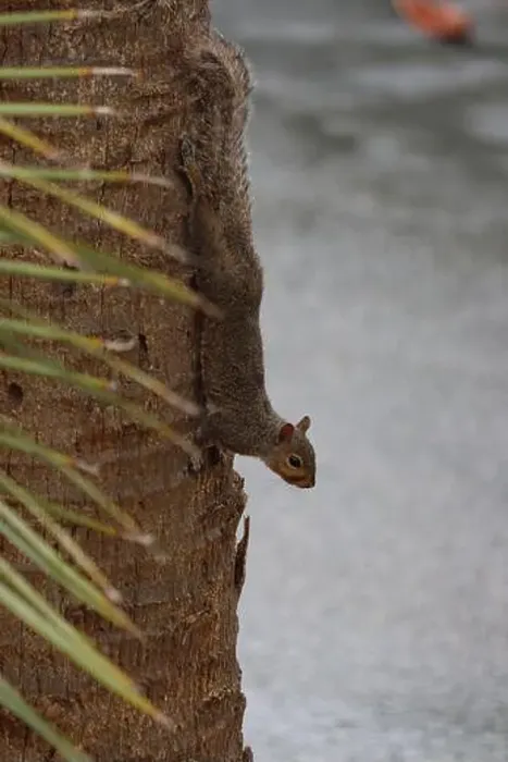 Framed Print : A squirrel crawling down a palm tree Framed Print : A squirrel crawling down a palm tree
