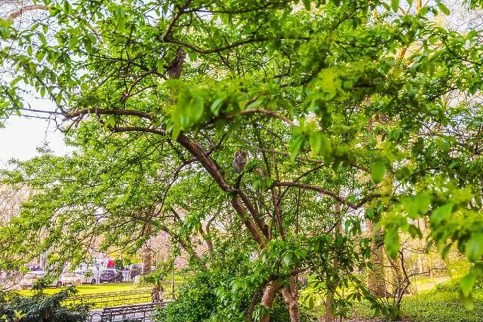 Framed Print : Squirrel perched on tree branch in Central Park surrounded by bright green leaves on sunny spring day. New York. USA Framed Print : Squirrel perched on tree branch in Central Park surrounded by bright green leaves on sunny spring day. New York. USA