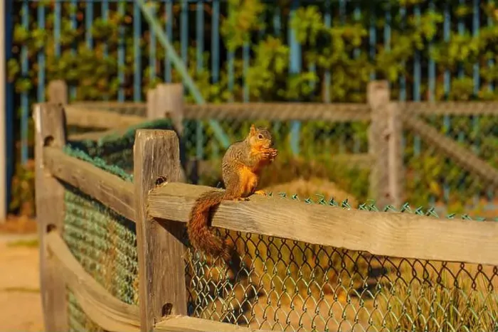Framed Print : Squirrel perched on a wooden fence, enjoying food, surrounded by a scenic outdoor environment in California Framed Print : Squirrel perched on a wooden fence, enjoying food, surrounded by a scenic outdoor environment in California