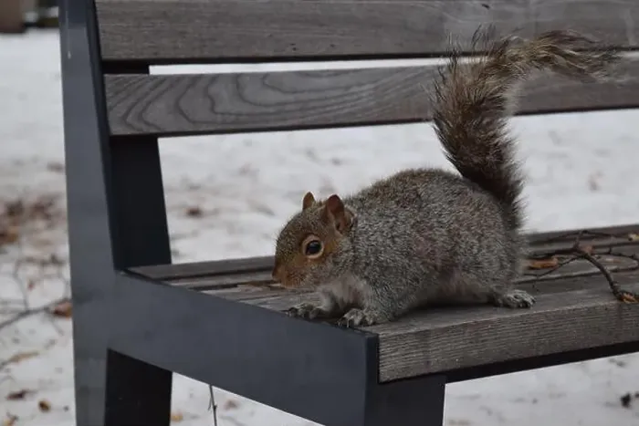 Framed Print : A squirrel sitting on a wooden bench outdoors during winter, in Montreal, Canada Framed Print : A squirrel sitting on a wooden bench outdoors during winter, in Montreal, Canada