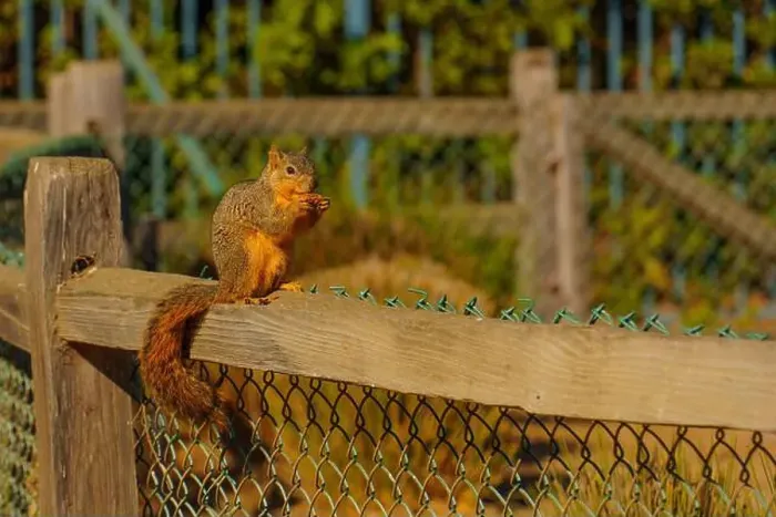 Framed Print : Squirrel sitting on a wooden fence, munching on food, surrounded by a peaceful outdoor setting Framed Print : Squirrel sitting on a wooden fence, munching on food, surrounded by a peaceful outdoor setting
