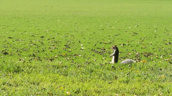 Framed Print : Squirrel standing on a green meadow. Washington D.C. USA Framed Print : Squirrel standing on a green meadow. Washington D.C. USA
