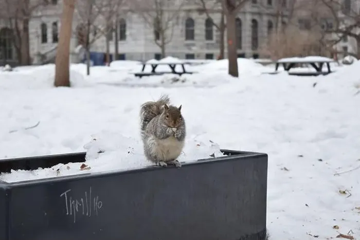 Framed Print : A squirrel standing in snow, in Montreal, Canada