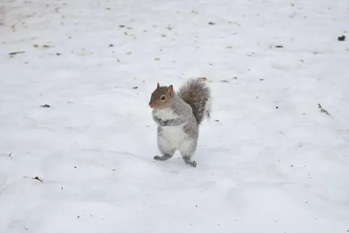 Framed Print : A squirrel standing in snow, in Montreal, Canada