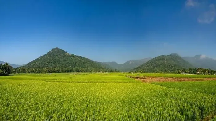 Framed Print : Sri Lanka, Ceylon Island : Local landscape with rice field natural panorama Framed Print : Sri Lanka, Ceylon Island : Local landscape with rice field natural panorama