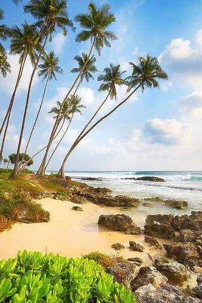 Sri Lanka - Koggala Palm Beach, Asia