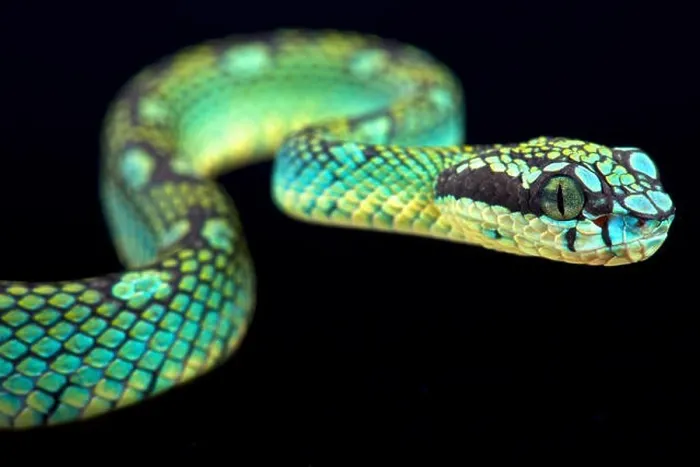 Framed Print : Sri Lankan pit viper (Trimeresurus trigonecephalus) Framed Print : Sri Lankan pit viper (Trimeresurus trigonecephalus)