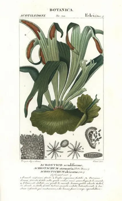 Framed Print : Staghorn fern, Platycerium stemaria