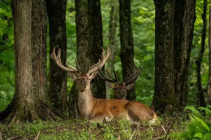 Framed Print : Two stags lying down in the forest, looking away. Natural wildlife reserve, Ottawa, Canada. High quality photo