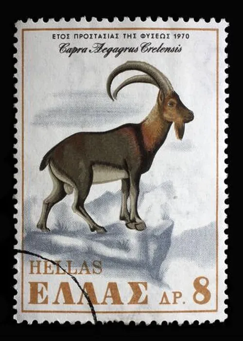 Framed Print : Stamp printed in Greece shows Cretan Wild Goat (Capra aegagrus cretensis) Framed Print : Stamp printed in Greece shows Cretan Wild Goat (Capra aegagrus cretensis)