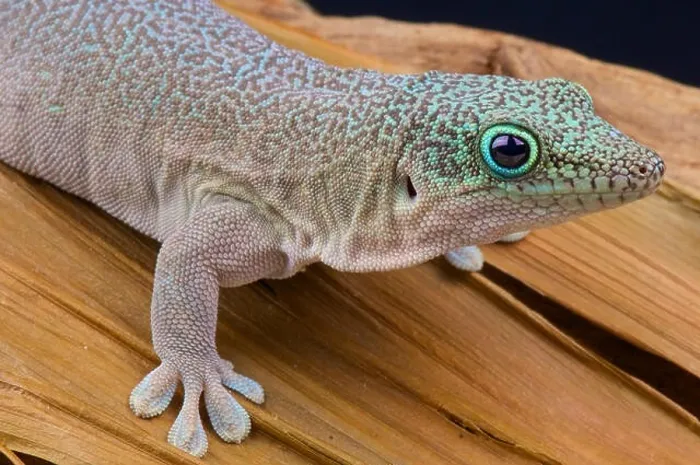 Framed Print : Standing's day gecko / Phelsuma standingi Framed Print : Standing's day gecko / Phelsuma standingi