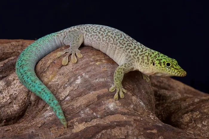 Framed Print : Standing's day gecko / Phelsuma standingi Framed Print : Standing's day gecko / Phelsuma standingi