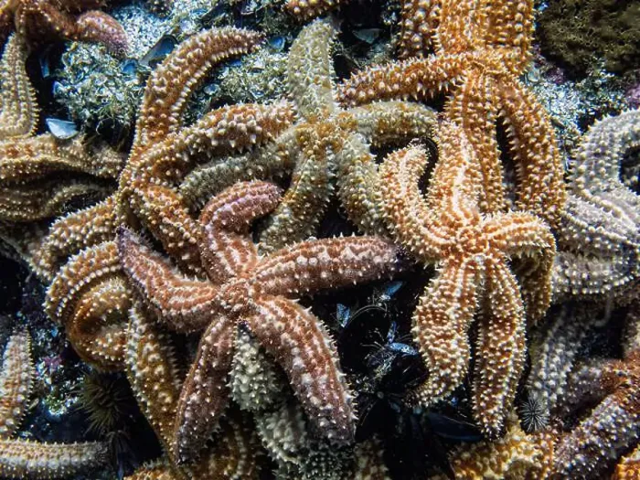 Framed Print : Starfish colony during a dive in Simon's town, Cape Town, South Africa