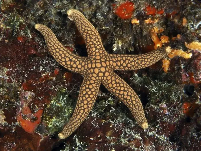 Framed Print : Starfish with dot pattern, New Caledonia starfish Framed Print : Starfish with dot pattern, New Caledonia starfish