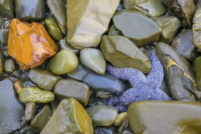 Framed Print : Starfish (Echinodermata spec.) between coloured stones in a water body in a natural environment Framed Print : Starfish (Echinodermata spec.) between coloured stones in a water body in a natural environment
