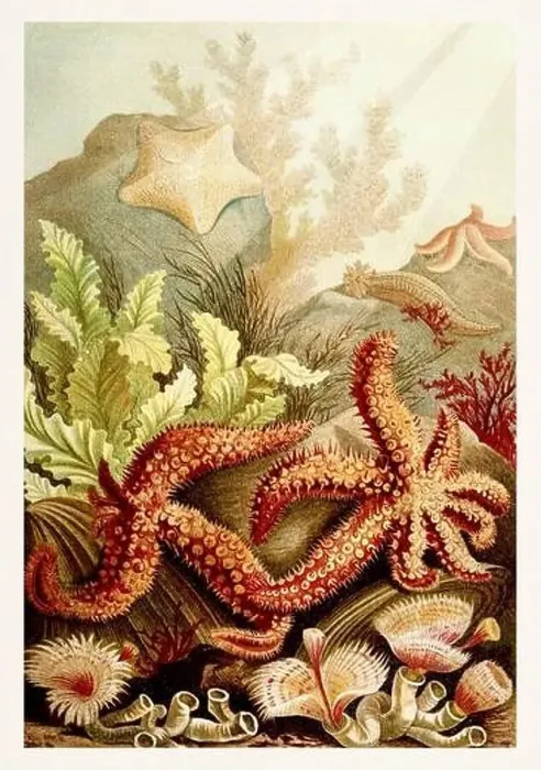 Framed Print : Starfish, Echinoderms. Antique book illustration by Brehm, Alfred Edmund, 1829-1884 Framed Print : Starfish, Echinoderms. Antique book illustration by Brehm, Alfred Edmund, 1829-1884