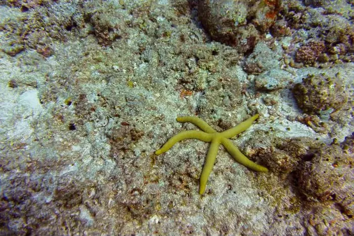 Framed Print : Starfish on Maldives island. Tropical and coral sea wildelife. Beautiful underwater world. Underwater photography Framed Print : Starfish on Maldives island. Tropical and coral sea wildelife. Beautiful underwater world. Underwater photography