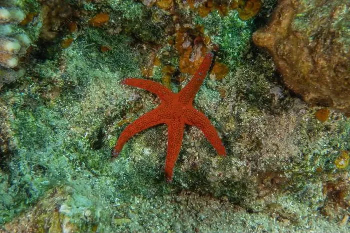 Framed Print : Starfish On the seabed in the Red Sea, Eilat Israel Framed Print : Starfish On the seabed in the Red Sea, Eilat Israel