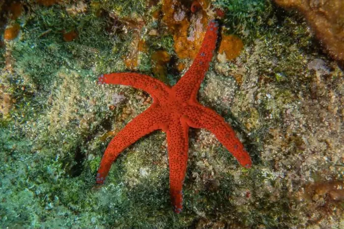 Framed Print : Starfish On the seabed in the Red Sea, Eilat Israel Framed Print : Starfish On the seabed in the Red Sea, Eilat Israel