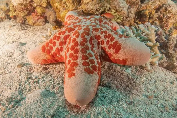Framed Print : Starfish On the seabed in the Red Sea, Eilat Israel Framed Print : Starfish On the seabed in the Red Sea, Eilat Israel