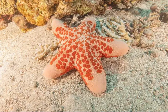 Framed Print : Starfish On the seabed in the Red Sea, Eilat Israel Framed Print : Starfish On the seabed in the Red Sea, Eilat Israel