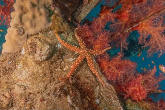 Framed Print : Starfish On the seabed in the Red Sea, Eilat Israel Framed Print : Starfish On the seabed in the Red Sea, Eilat Israel