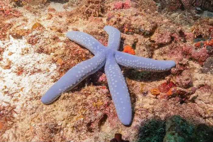 Framed Print : Starfish On the Seabed in the Sea of the Philippines