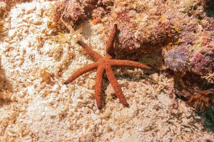 Framed Print : Starfish On the Seabed in the Sea of the Philippines Framed Print : Starfish On the Seabed in the Sea of the Philippines