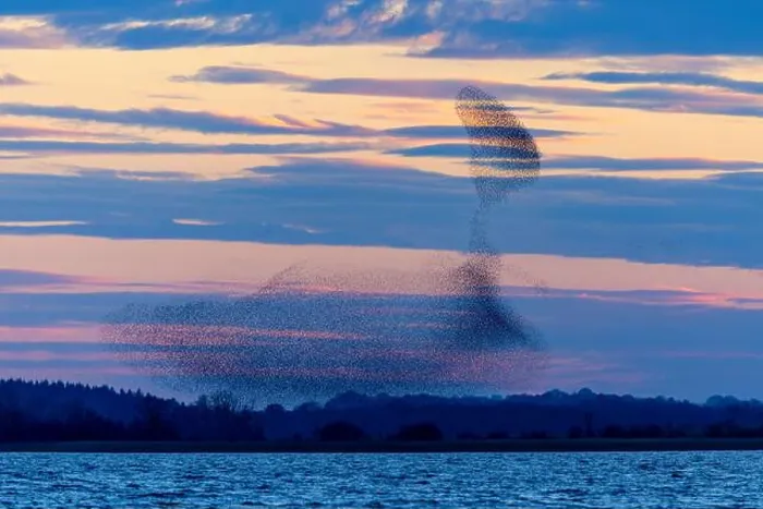 Framed Print : Starling murmuration or flocks of European starlings flying together before roosting at night Framed Print : Starling murmuration or flocks of European starlings flying together before roosting at night