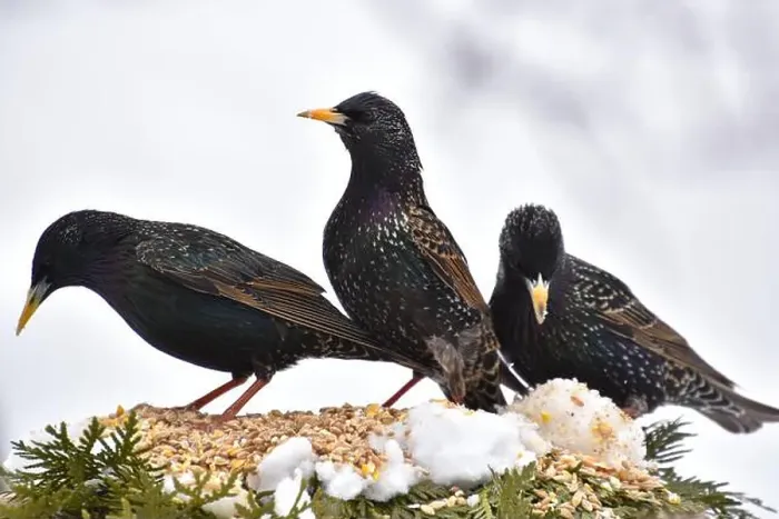 Framed Print : Starlings at the garden feeder, Sainte-Apolline, Québec, Canada Framed Print : Starlings at the garden feeder, Sainte-Apolline, Québec, Canada