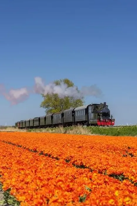 Framed Print : Steam train with tulip field, Hoorn - Medemblik, Noord Holland, Netherlands Framed Print : Steam train with tulip field, Hoorn - Medemblik, Noord Holland, Netherlands